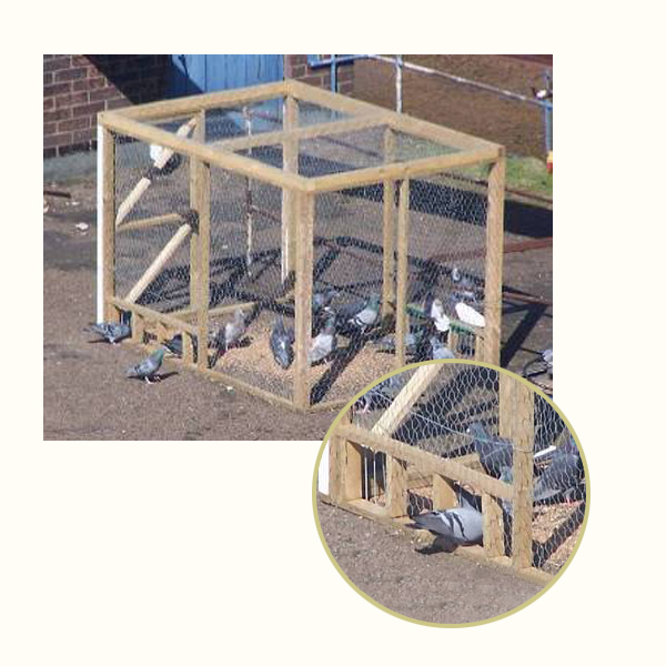 Fourteenacre Pigeon Trap in Action