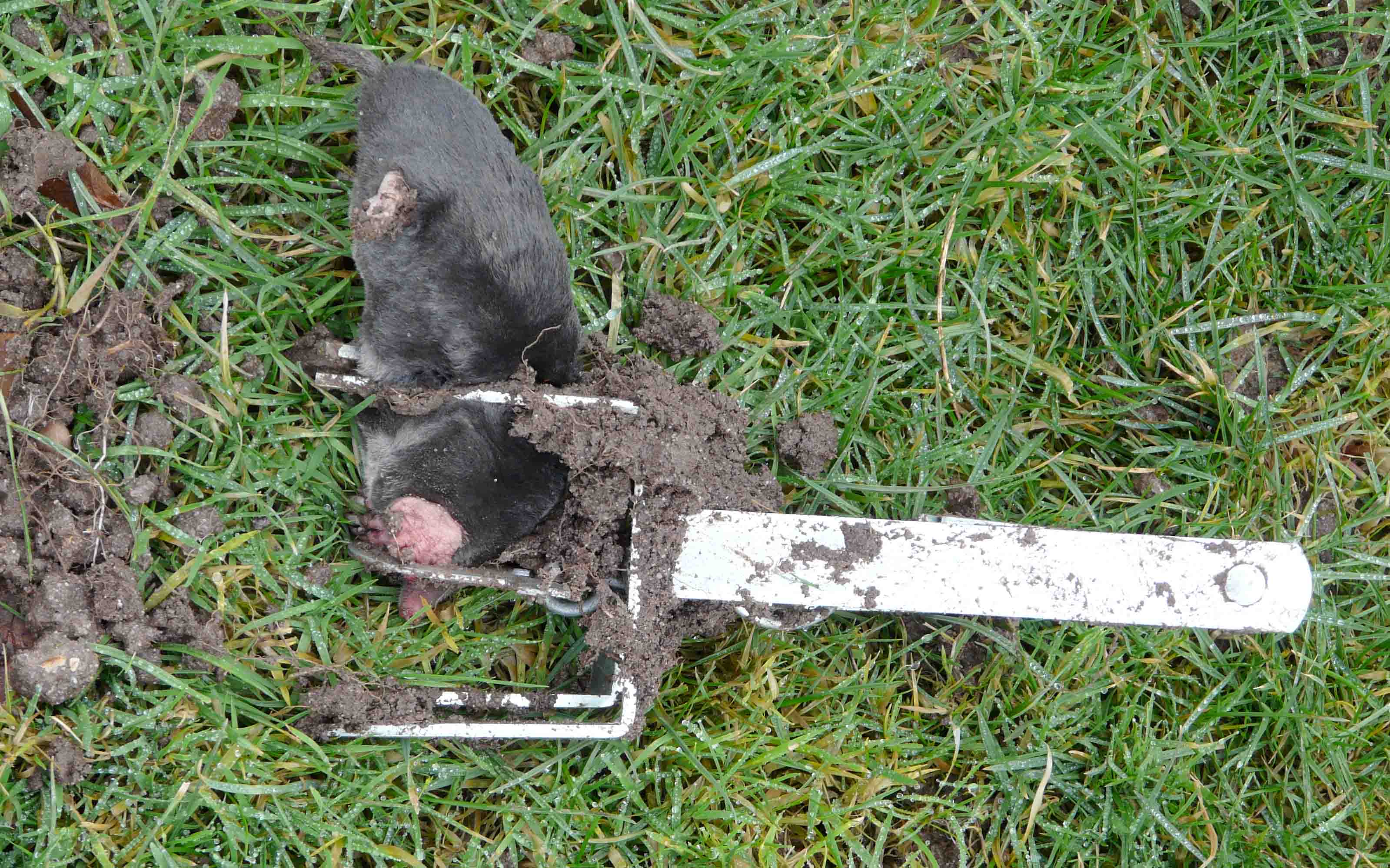 Fourteenacre Modern Gamekeeping Mar 2013 Mole Trapping