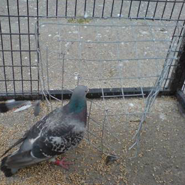 Pigeon Trapping