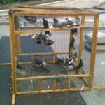 Bird Traps