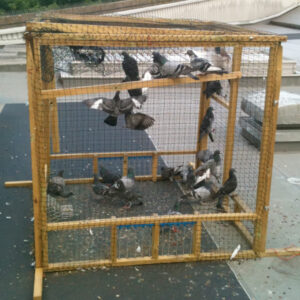 Bespoke Pigeon Trap