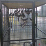 pigeon-trap-alt-doors-1