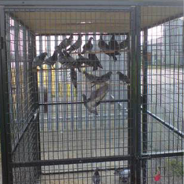 Fourteenacre Pigeon Trap Mesh Doors