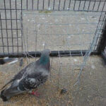 pigeon-trap-alt-doors-3