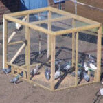 Pigeon Trap
